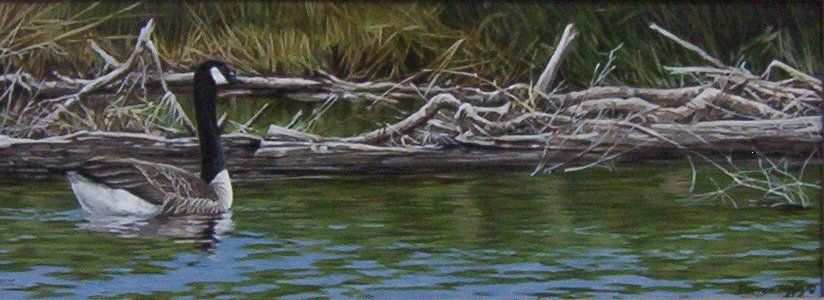 Darren Haley - Canada Goodse